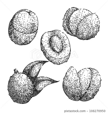 lychees set sketch hand drawn vector lychees set sketch hand drawn vector 108270950