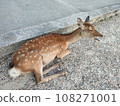 sleepy deer yawning 108271001