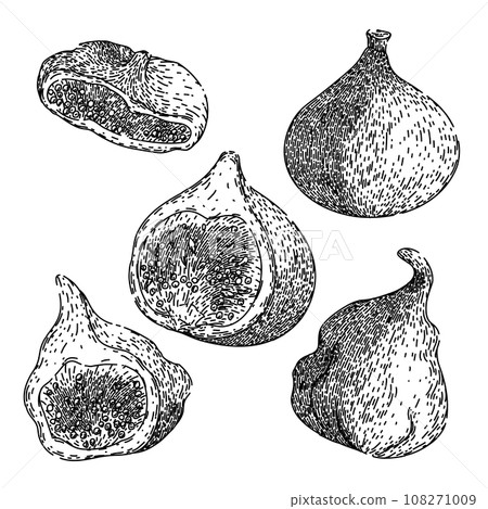 fig set sketch hand drawn vector fig set sketch hand drawn vector 108271009