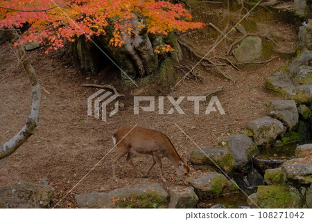 Nara Park 108271042