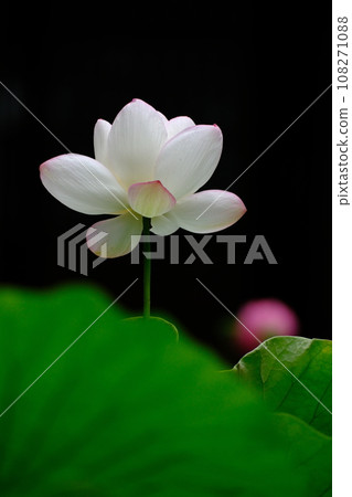 Lotus flower  108271088