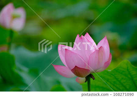Lotus flower  108271090