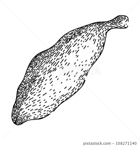 dry cardamom sketch hand drawn vector dry cardamom sketch hand drawn vector 108271140