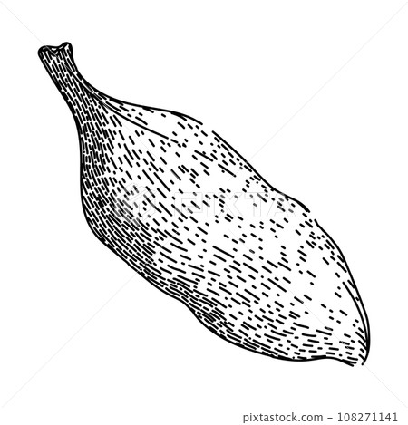 spice cardamom sketch hand drawn vector 108271141