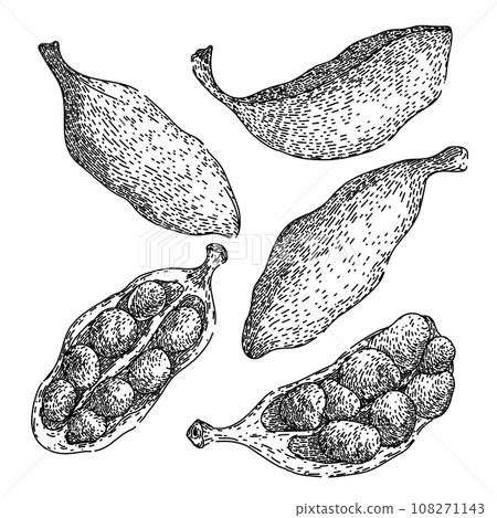 cardamom set sketch hand drawn vector 108271143