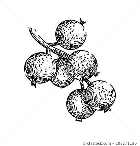 sweet black currant sketch hand drawn vector 108271180