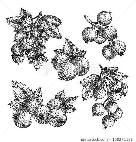 black currant set sketch hand drawn vector 108271181