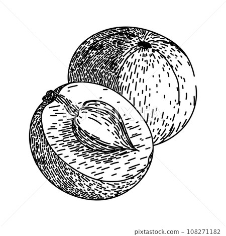 ingredient amla sketch hand drawn vector 108271182