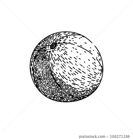 fruit amla sketch hand drawn vector fruit amla sketch hand drawn vector 108271186