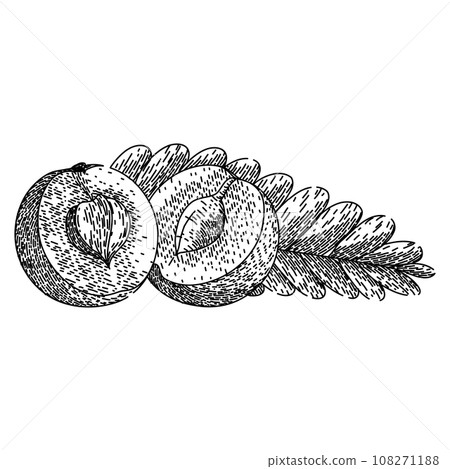 indian amla sketch hand drawn vector 108271188