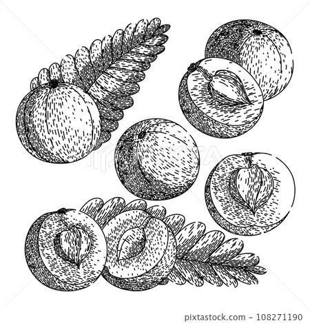 amla set sketch hand drawn vector amla set sketch hand drawn vector 108271190