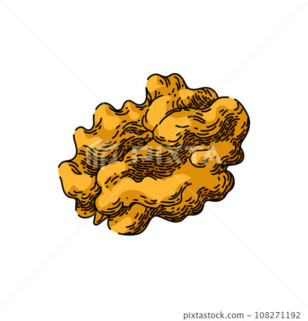 nut walnut sketch hand drawn vector 108271192
