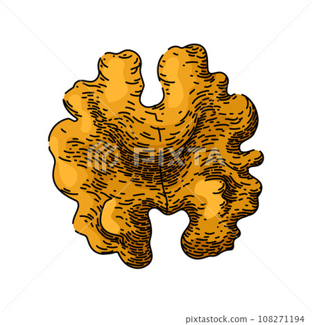 ingredient walnut sketch hand drawn vector 108271194