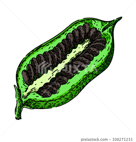 grain sesame seed sketch hand drawn vector grain sesame seed sketch hand drawn vector 108271231