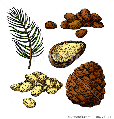 pine nut set sketch hand drawn vector 108271275