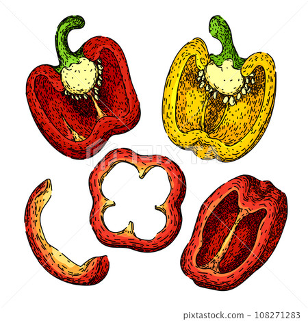 pepper spice set sketch hand drawn vector 108271283