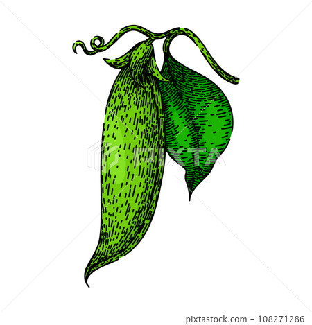 vegetable pea sketch hand drawn vector vegetable pea sketch hand drawn vector 108271286