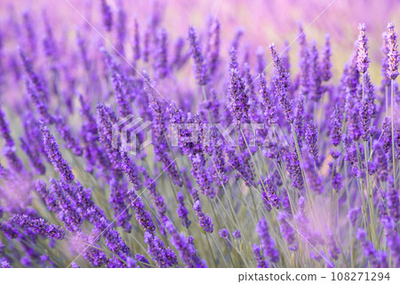Sunset over a violet lavender field. Sunset over a violet lavender field. 108271294