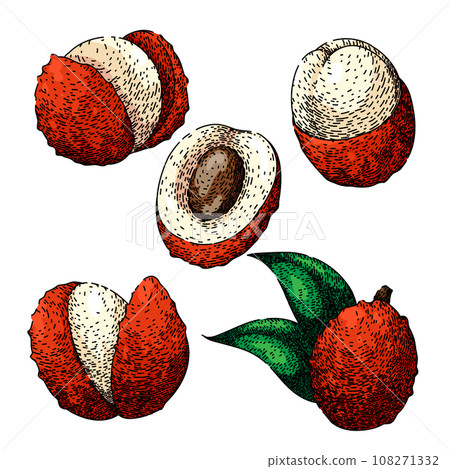 lychees set sketch hand drawn vector lychees set sketch hand drawn vector 108271332
