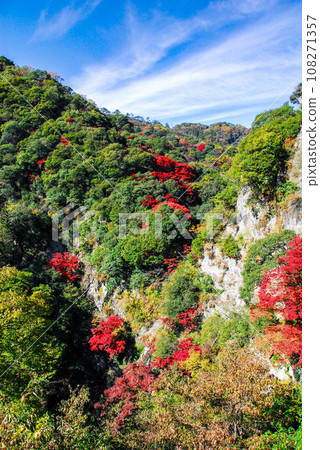Autumn leaves of Mt. Minoh (Mino City, Osaka Prefecture) Autumn leaves of Mt. Minoh (Mino City, Osaka Prefecture) 108271357