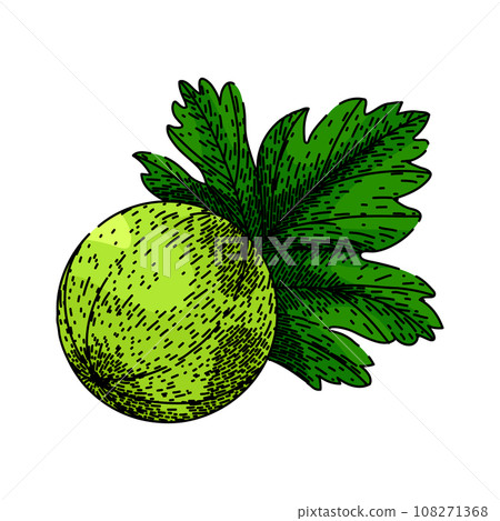 berry gooseberry sketch hand drawn vector berry gooseberry sketch hand drawn vector 108271368