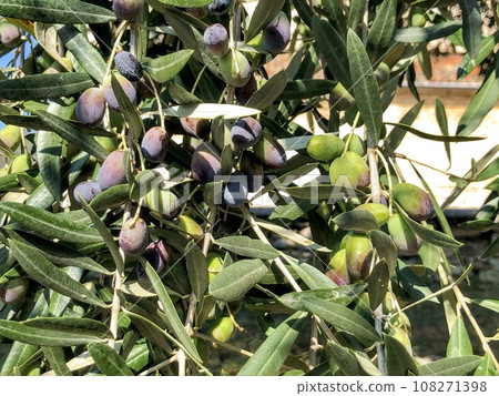 Olive fruit 108271398