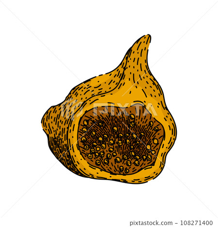 healthy fig sketch hand drawn vector 108271400