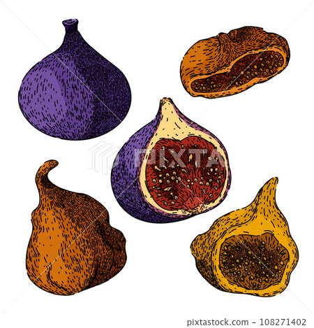 fig set sketch hand drawn vector 108271402