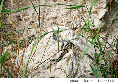 Mating season of snakes. 108271418