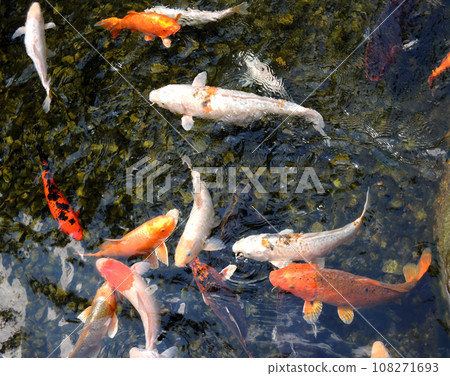 Colorful brocade carp swimming in a pond in shallow water Colorful brocade carp swimming in a pond in shallow water 108271693