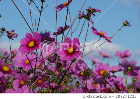 Falling in love in a cosmos field 108271725