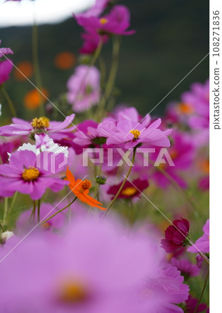 Falling in love in a cosmos field 108271836