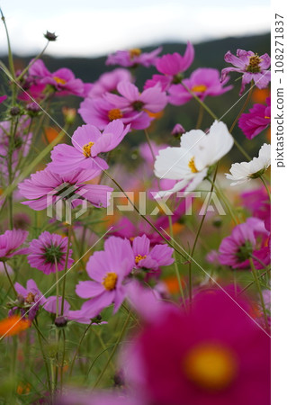 Falling in love in a cosmos field Falling in love in a cosmos field 108271837