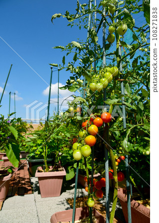 Vegetables on the roof balcony grow quickly in the summer sunlight.Tomatoes and eggplants in the home garden in planters. 108271838