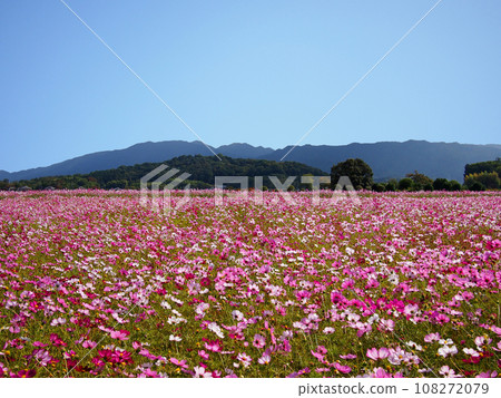 Cosmos field of Fujiwara Palace ruins 108272079