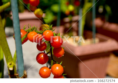 Clusters of cherry tomatoes that turn red when ready to eat 108272574