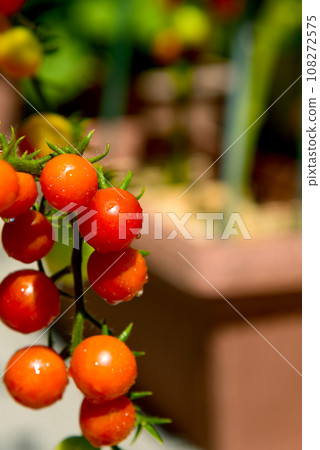 Clusters of cherry tomatoes that turn red when ready to eat 108272575