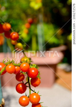 Clusters of cherry tomatoes that turn red when ready to eat 108272576
