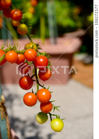 Clusters of cherry tomatoes that turn red when ready to eat 108272577