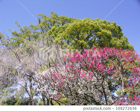 Spring red and white plums, camphor trees, and blue sky 108272636