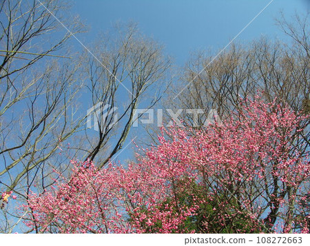 Red plum blossoms, dead zelkova trees and blue sky in early spring Red plum blossoms, dead zelkova trees and blue sky in early spring 108272663