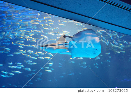 Aquarium 108273025