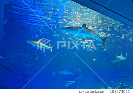 阿庫Aryumu 108273055