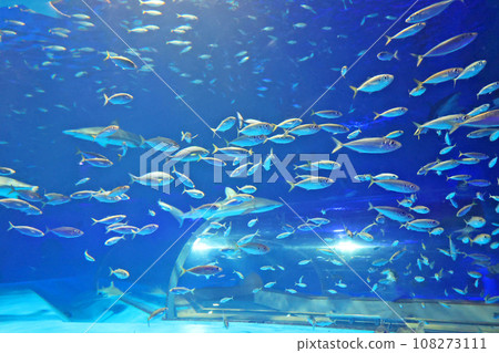 Aquarium Aquarium 108273111