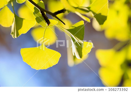 Yellow ginkgo leaves Mito City, Ibaraki Prefecture 108273392