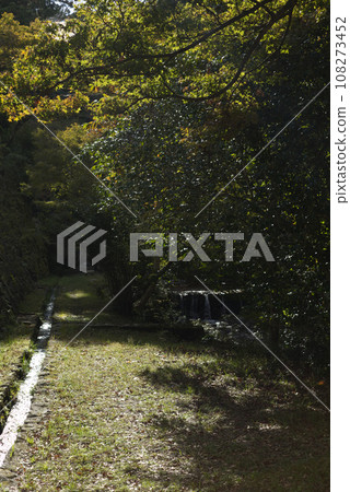 quiet pine forest with clouds quiet pine forest with clouds 108273452