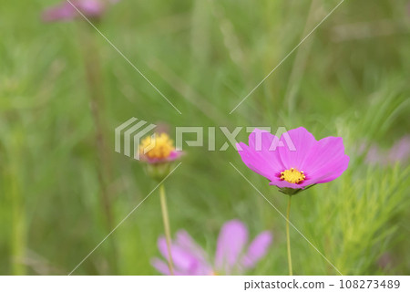 Beautiful and colorful autumn cosmos Imahama Cosmos Garden, Moriyama City, Shiga Prefecture Beautiful and colorful autumn cosmos Imahama Cosmos Garden, Moriyama City, Shiga Prefecture 108273489