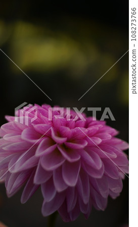 Dalia 27 Dalia 27 108273766