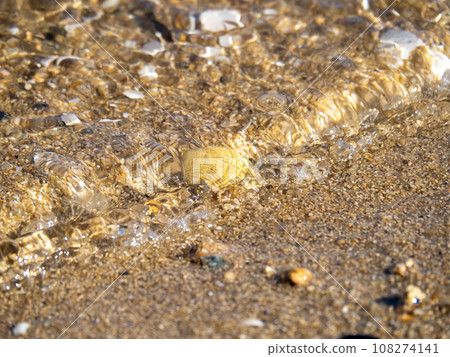 沙灘上的貝殼和海浪輕輕地拍打著。 沙灘上的貝殼和海浪輕輕地拍打著。 108274141