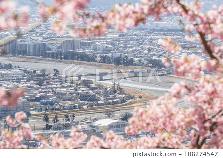 Spring scenery of Nishihirahata Park and Mt. Matsuda, cityscape through Kawazu cherry blossoms [Kanagawa Prefecture, Matsuda Town - Kaisei Town] 108274547
